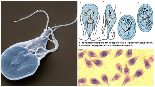 Трофозоит lamblia intestinalis