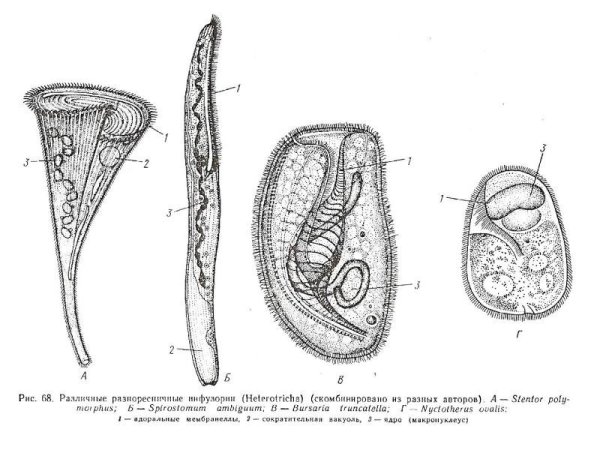 Тип инфузории класс Ресничные