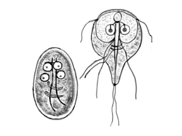 Lamblia intestinalis циста