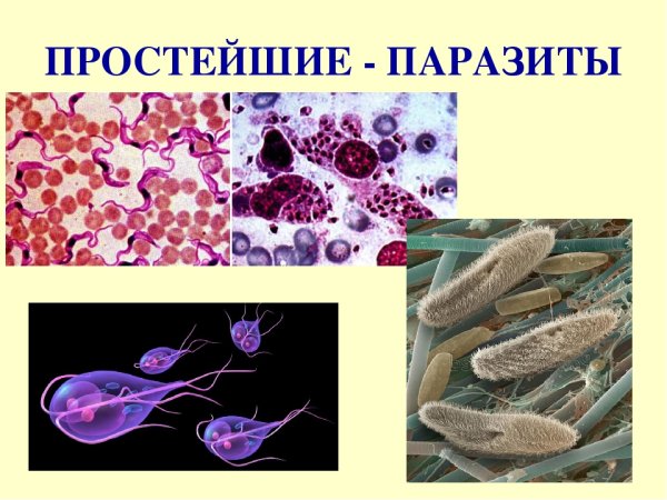 Биология 7 класс одноклеточные паразиты