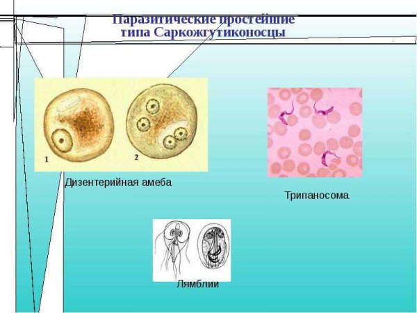 Представители паразитических простейших