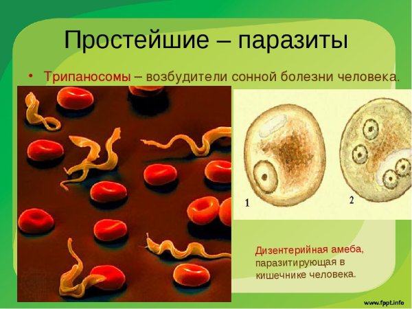 Простейшие паразиты человека