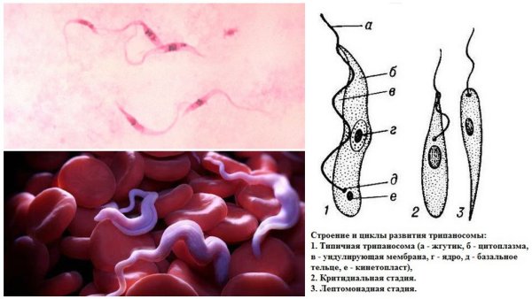 Трипаносома строение эритроцитов