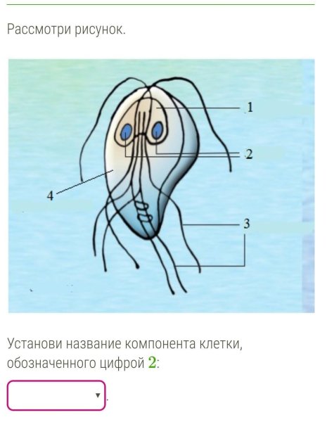 Лямблия схема строения