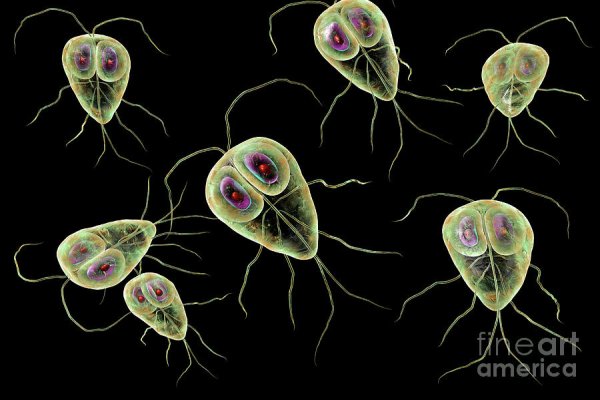 Лямблия одноклеточная