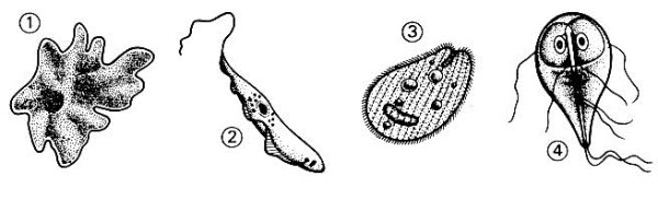 Дизентерийная амеба трипаносома лейшмания лямблия
