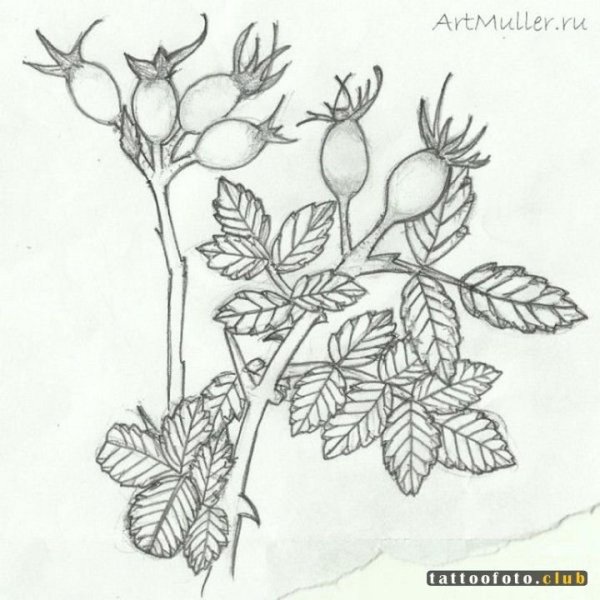 Шиповник раскраска