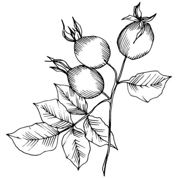 Шиповник рисунок