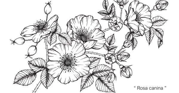 Шиповник контурный рисунок