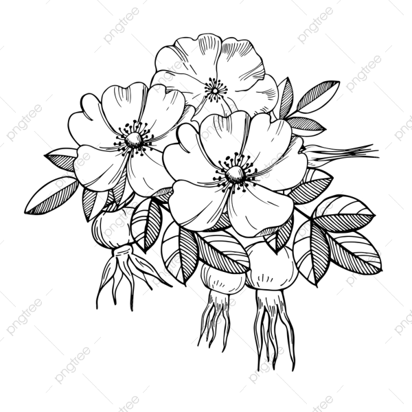 Шиповник Графика