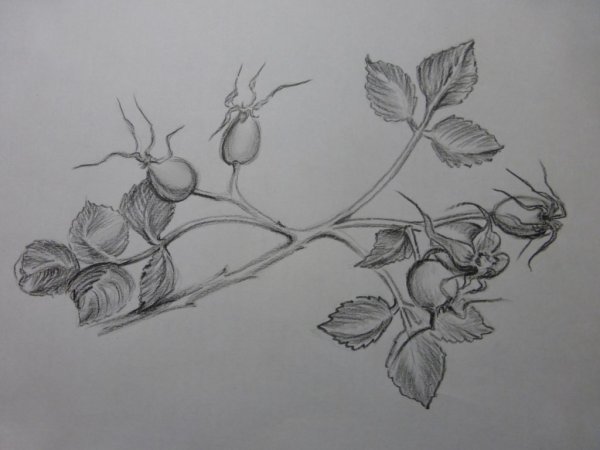 Шиповник рисунок карандашом