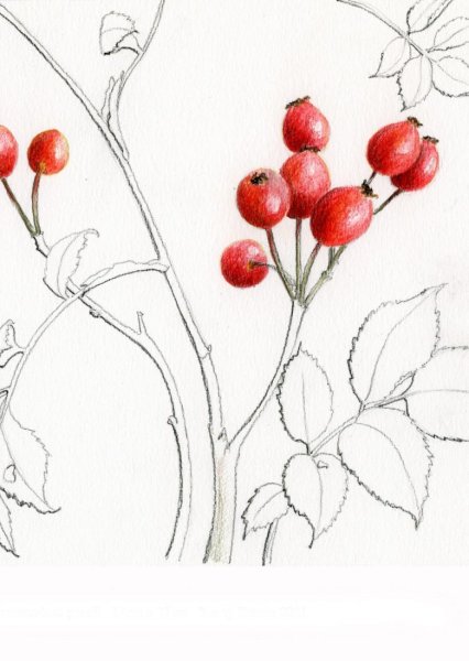 Крыжовник и шиповник