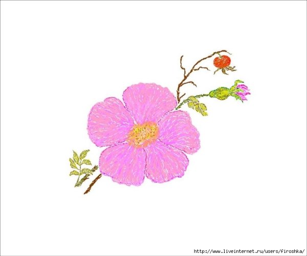 Шиповник раскраска для детей