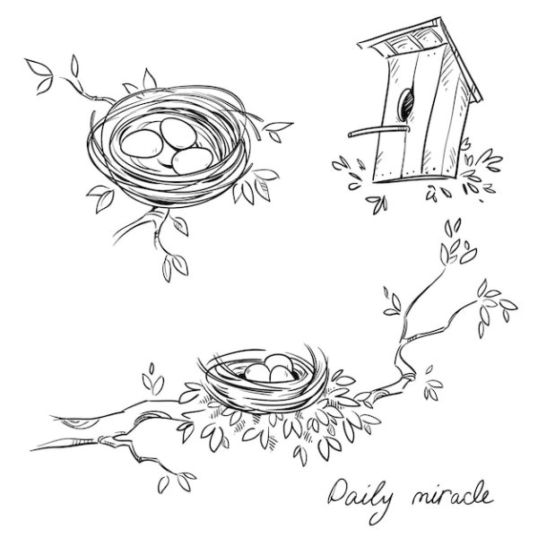 Поэтапное рисование птицы в гнезде