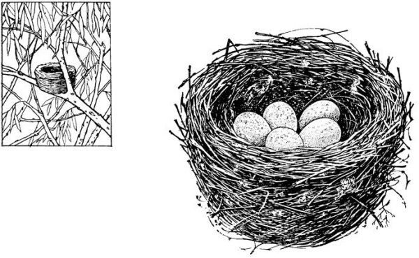 Раскраска гнездо с яйцами для детей