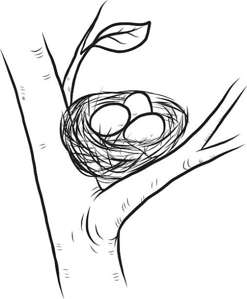 Рисование птицы в гнезде