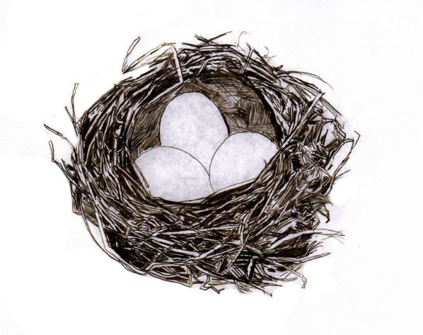 Поэтапное рисование птицы в гнезде