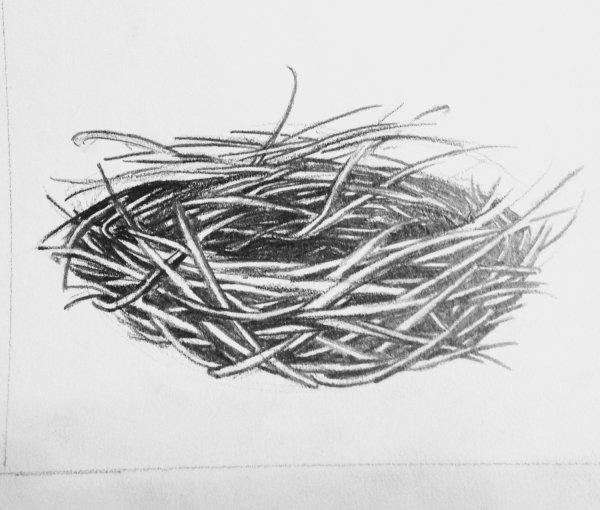 Птички в гнезде вектор