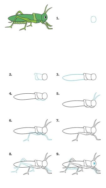 Кузнечик рисунок карандашом