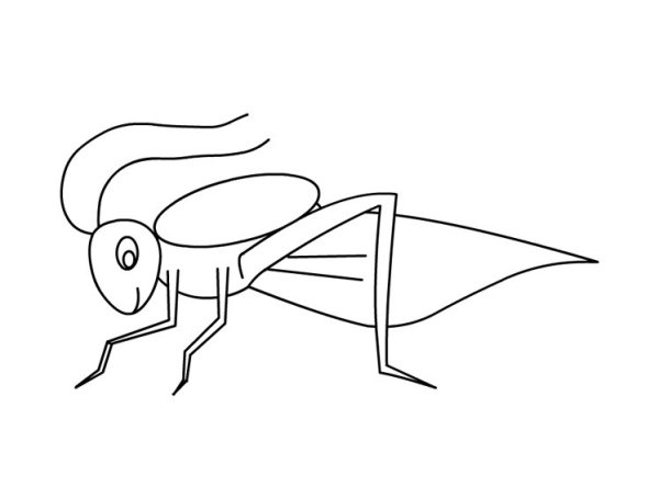 Кузнечик раскраска для детей