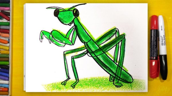 Поэтапное рисование кузнечика для детей