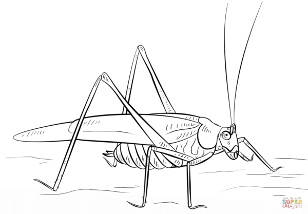 Кузнечик раскраска
