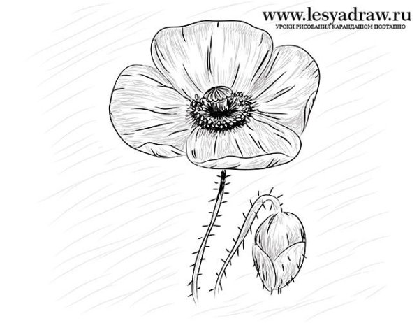 Мак цветок рисунок карандашом