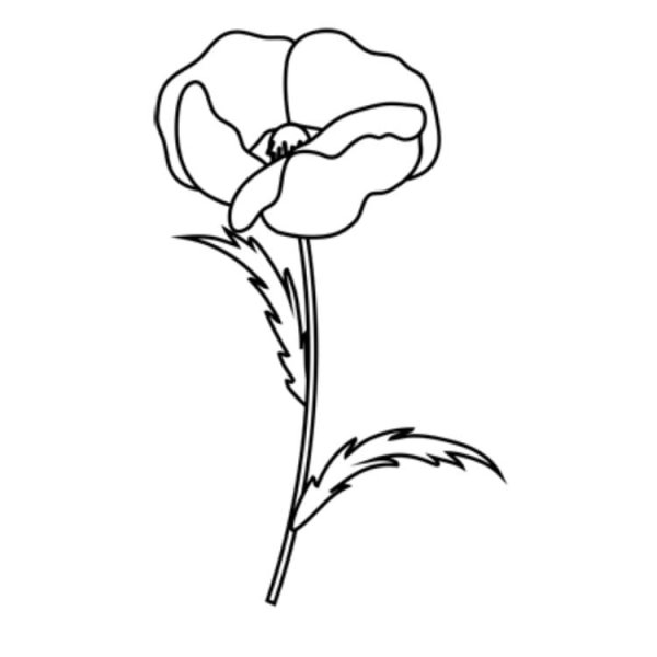 Поэтапное рисование мака