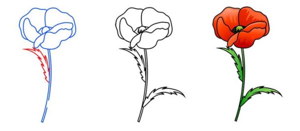 Маки рисунок