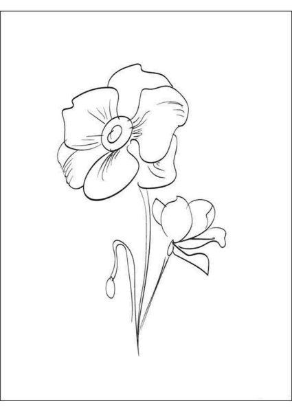 Мак цветок карандашом