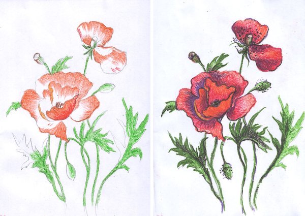 Рисунки маков карандашом