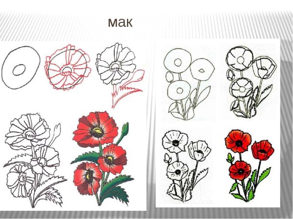 Мак цветок эскиз