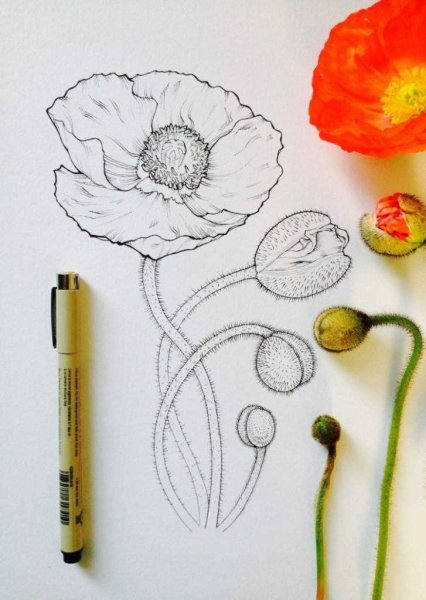 Нарисовать маки карандашом