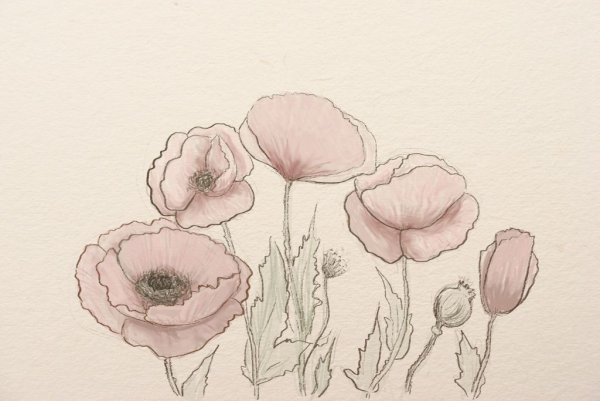 Маки простым карандашом