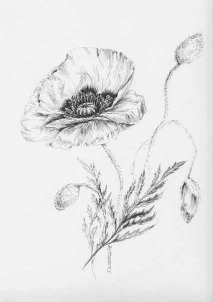 Мак рисунок для детей легкий