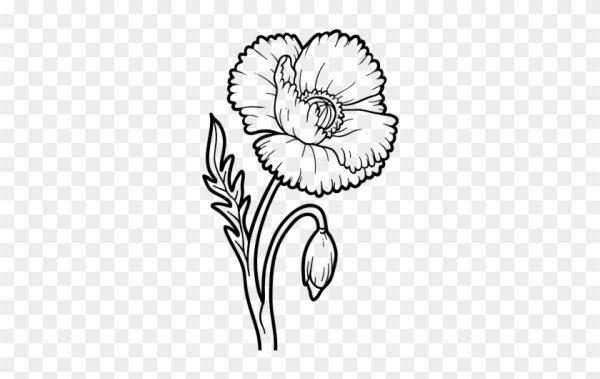 Растения карандашом для начинающих