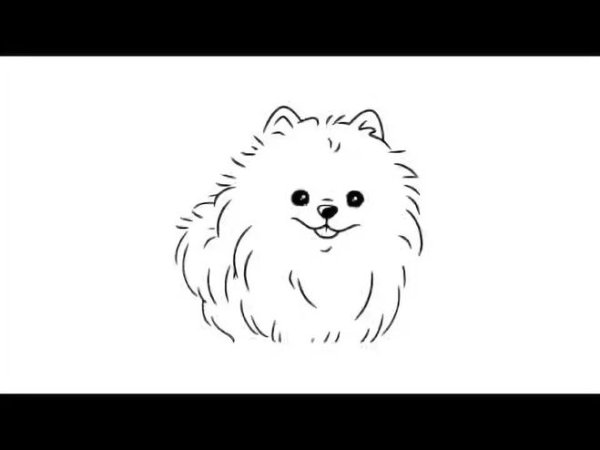 Контур померанского шпица