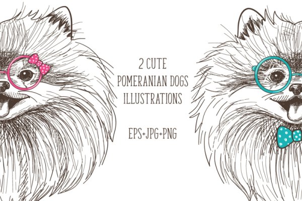 Шпиц пошаговое рисование