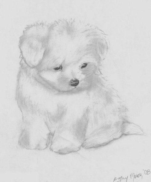 Зарисовка померанского шпица