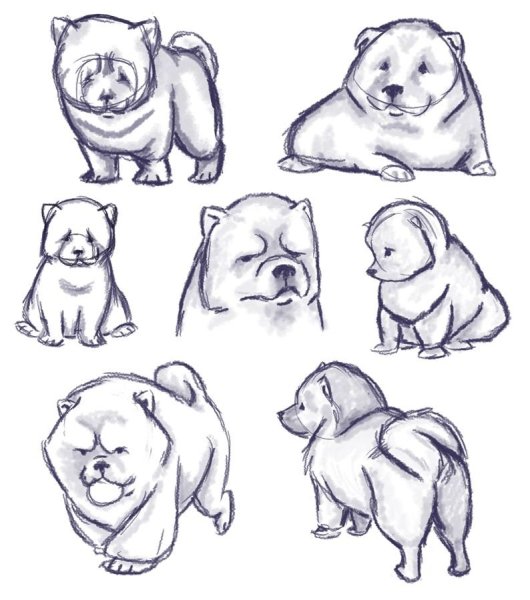 Шпиц сбоку рисунок