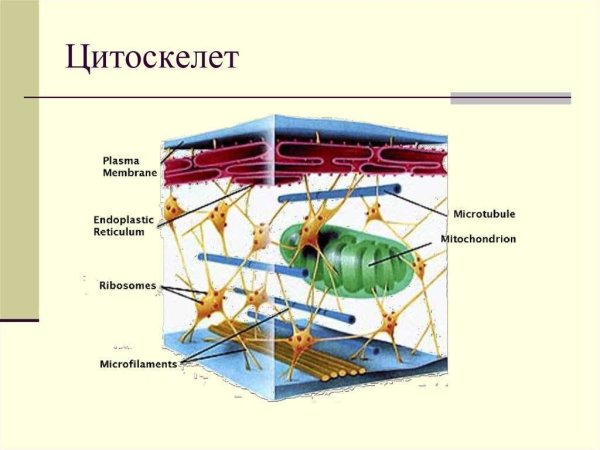 Цитоскелет схема