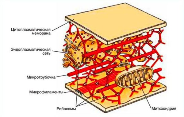 Цитоскелет клетки растений