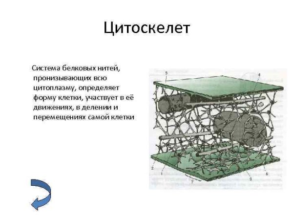 Строение органоида цитоскелет