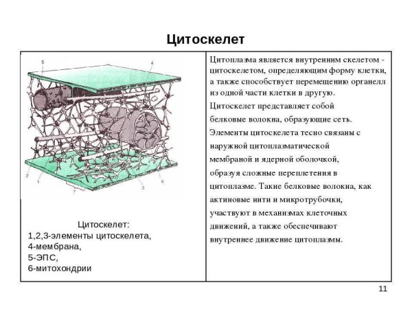 Белки цитоскелета таблица