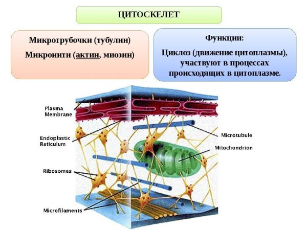 Микронити строение и функции