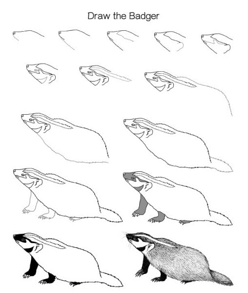 Нарисовать барсука поэтапно