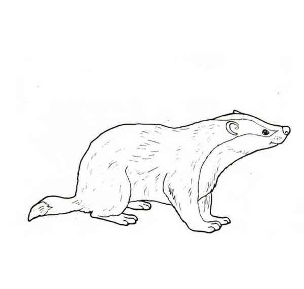 Паустовский барсучий нос раскраска