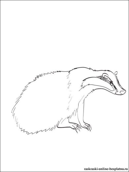 Барсук медоед раскраска