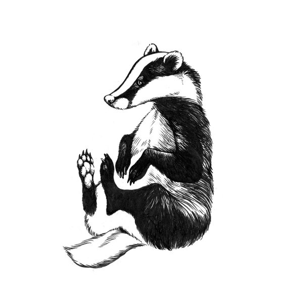 Барсучонок раскраска для детей