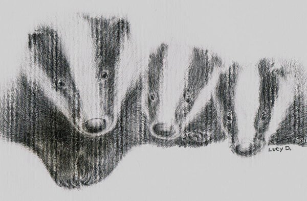 Барсук карандашом